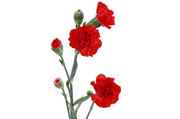 Гвоздика кустовая красно-белая