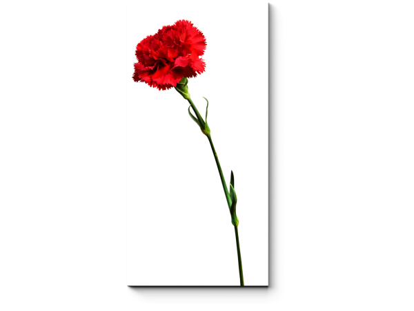 Гвоздика на белом фоне