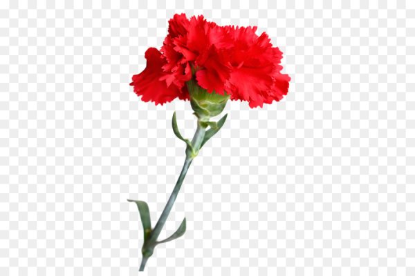 Гвоздика Селект ред