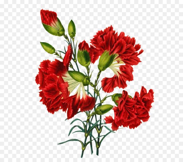 Букет гвоздик на прозрачном фоне