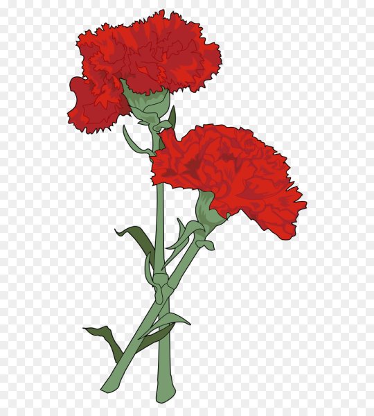 Гвоздика цветок