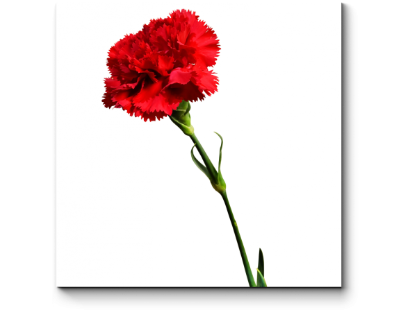 Гвоздика на белом фоне