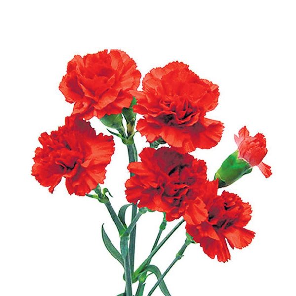 Гвоздика Селект ред