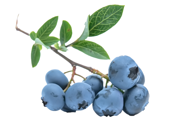 Голубика на белом фоне