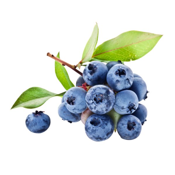 Голубика Садовая