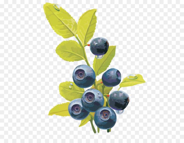 Веточка черники