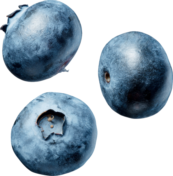 Голубика на белом фоне