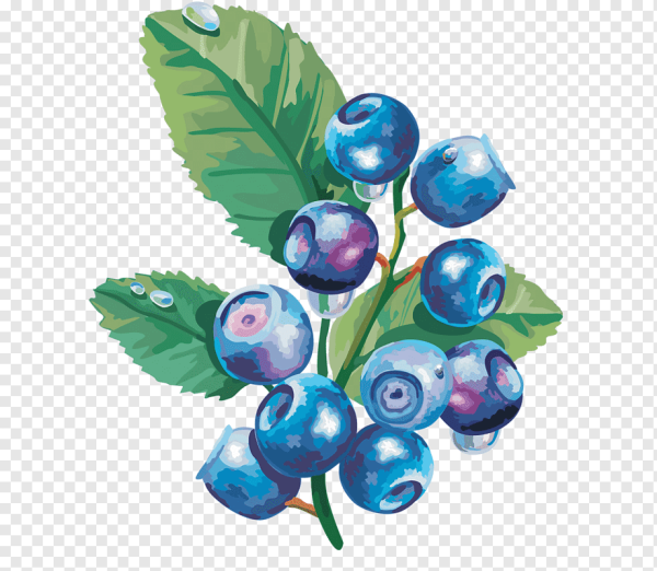 Черника на белом фоне