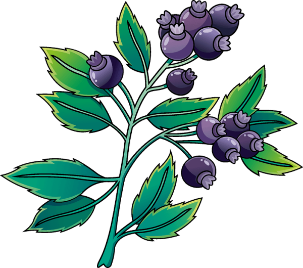 Черника ягода на белом фоне