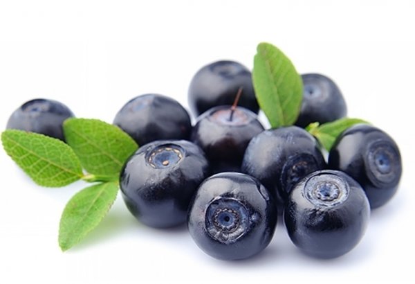 Куст черники на белом фоне