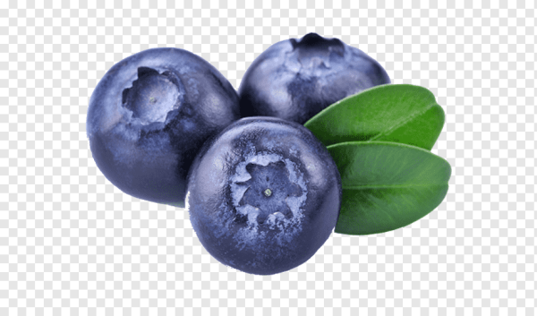 Черника векторный клипарт