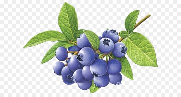 Лист черники на белом фоне