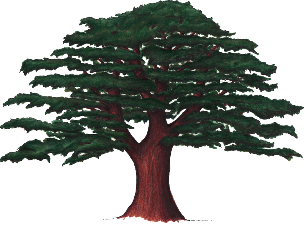 Кедр дерево для детей