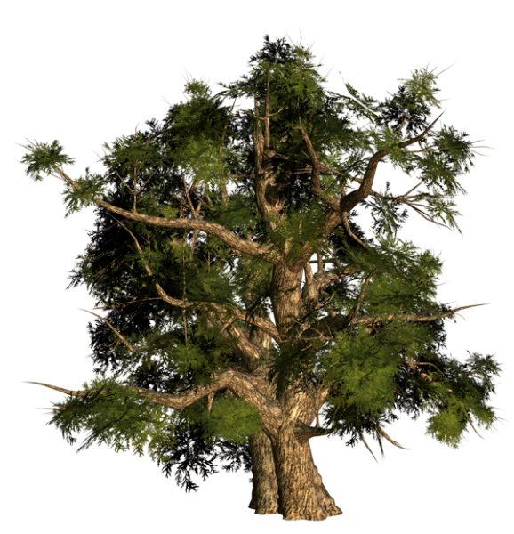 Кедр на белом фоне