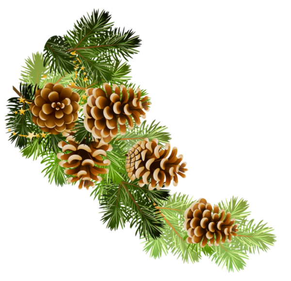 Хвойная ветка