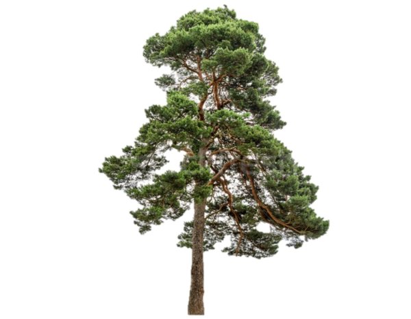 Кедр дерево на белом фоне