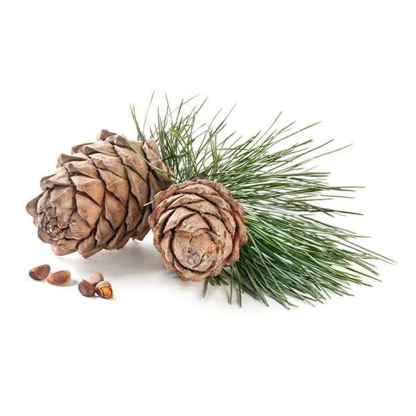 Сосна Кедровая Сибирская