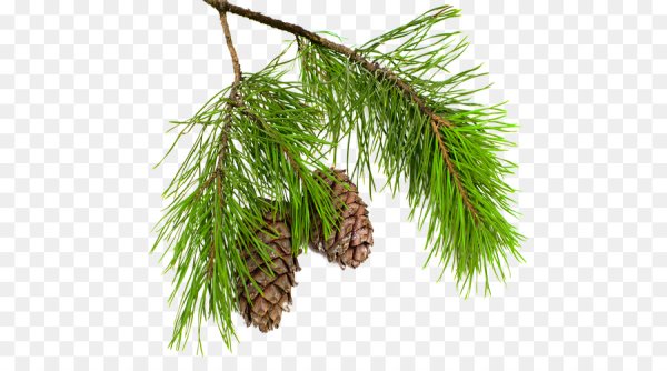 Веточки хвоинки и шишки сосна