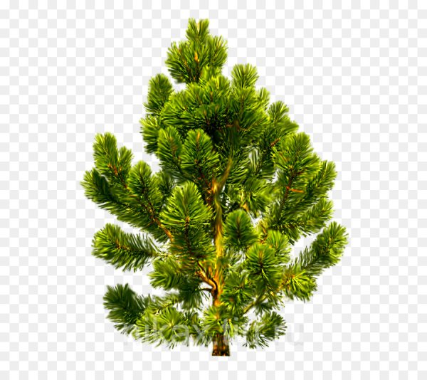 Crystal Trees ель кедр Сибирский 2.55