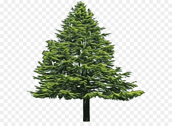 Елка ель лиственница