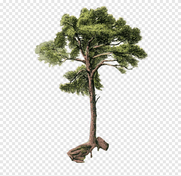 Сосна на прозрачном фоне