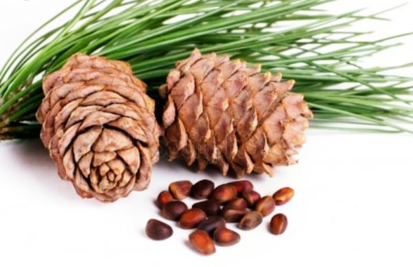 Шишки кедра Сибирского