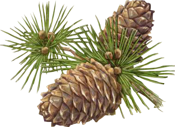 Сосна Сибирская Кедровая ветка