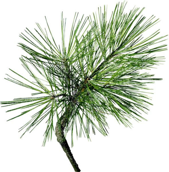 Сосна Кедровая листочек