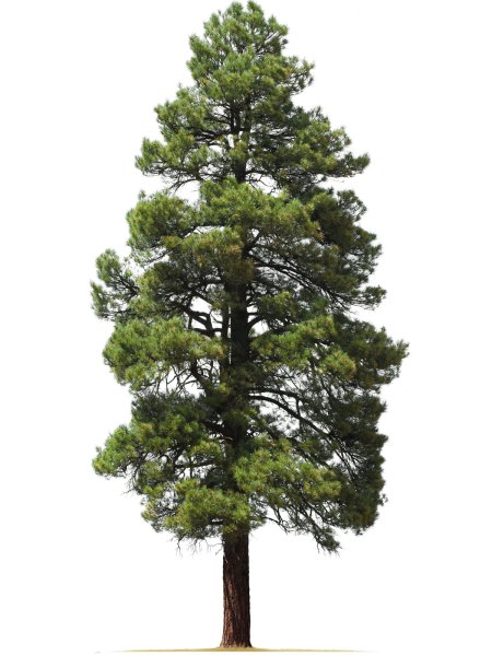 Дерево сосна