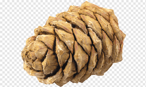 Кедровые шишки на прозрачном фоне