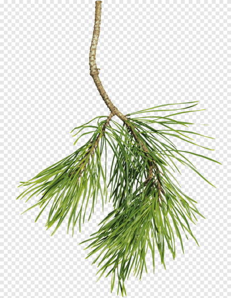 Веточка сосны