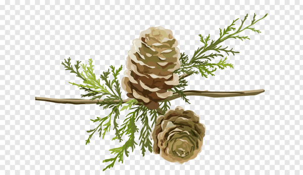 Кедровая веточка вектор
