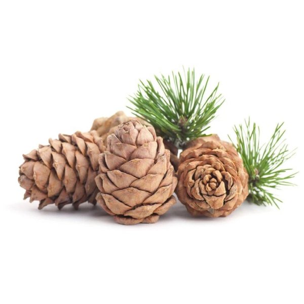 Кедровая шишка