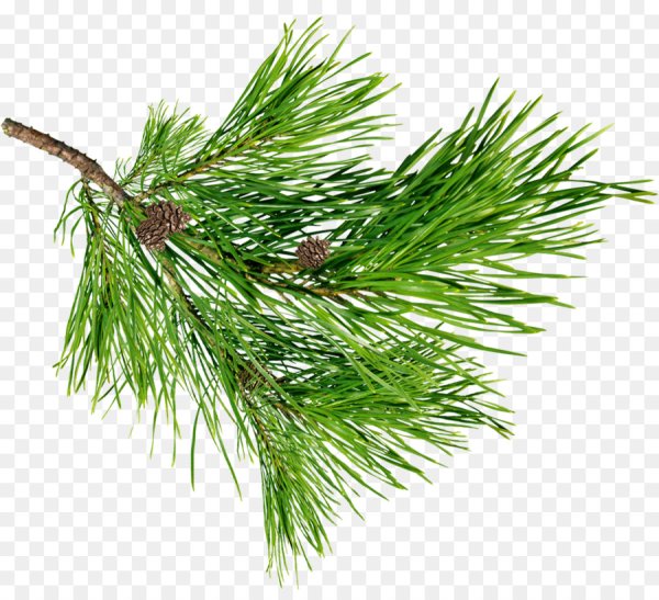 Веточка кедра