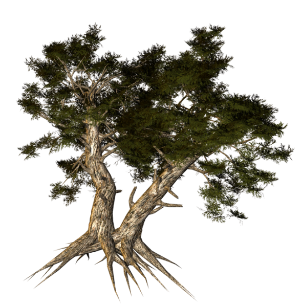 Кедр дерево на белом фоне