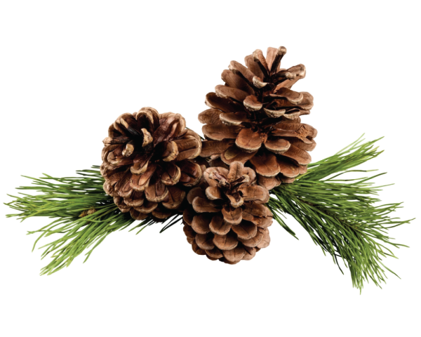 Кедровая ветка с шишками