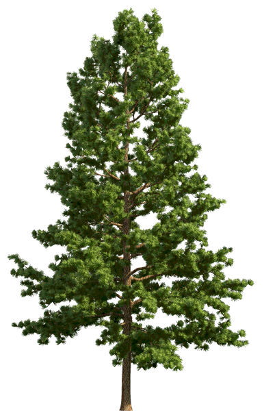 Хвойные деревья на прозрачном фоне