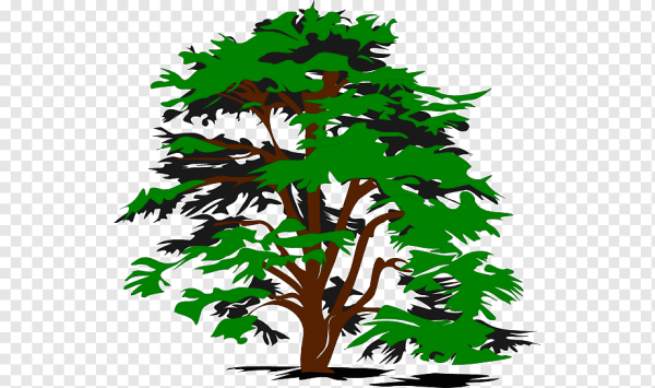 Высокое дерево вектор