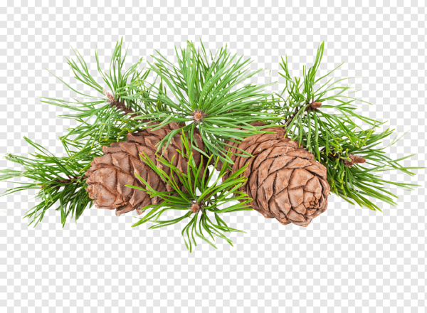 Кедровая шишка на ветке