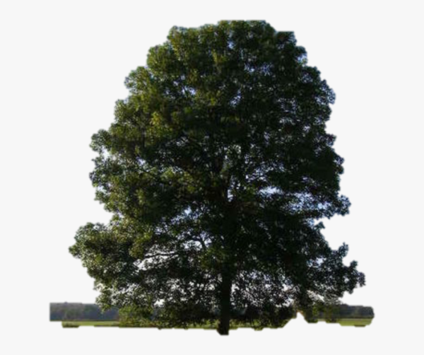 Cedar Elm
