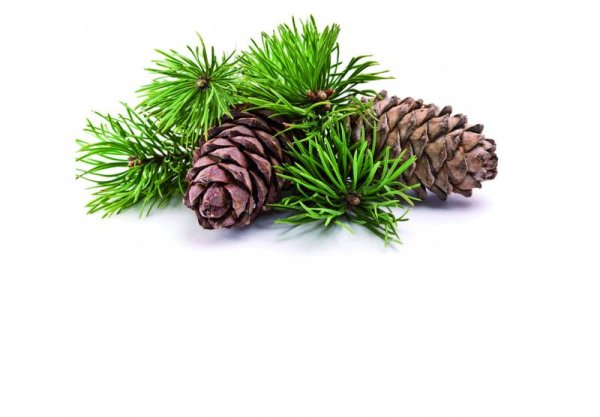 Кедровая ветка с шишками