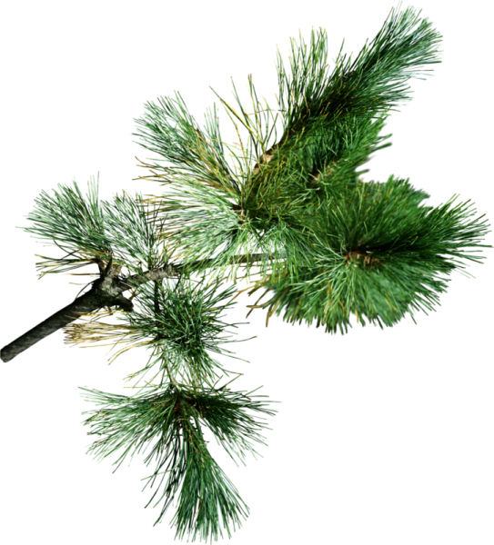 Хвойная ветка