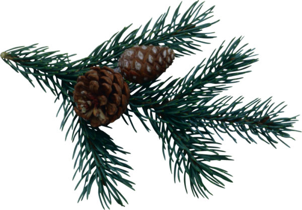 Сосновая ветка с шишками