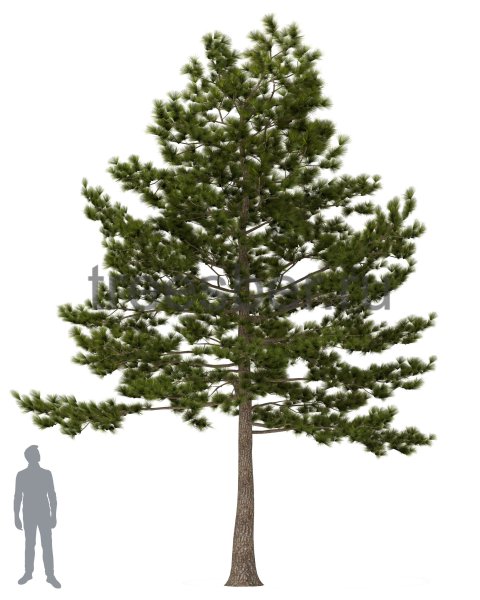 Сосна Сибирская крупномер