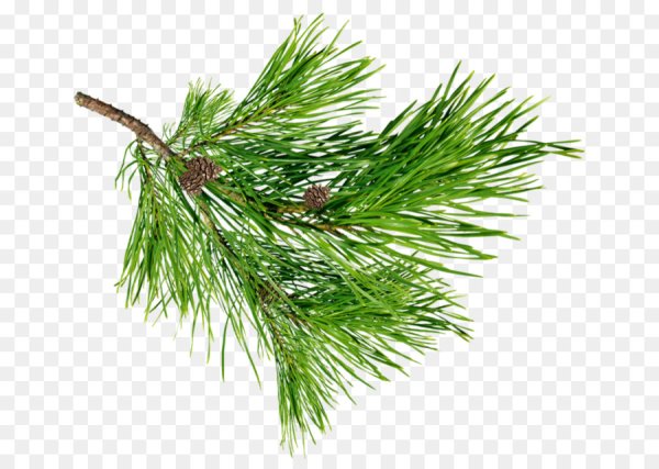 Ветка кедра