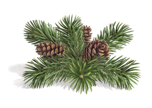 Ветка сосны