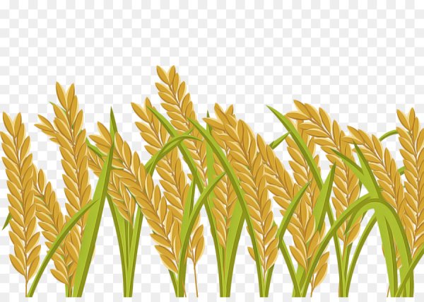 Пшеница вектор