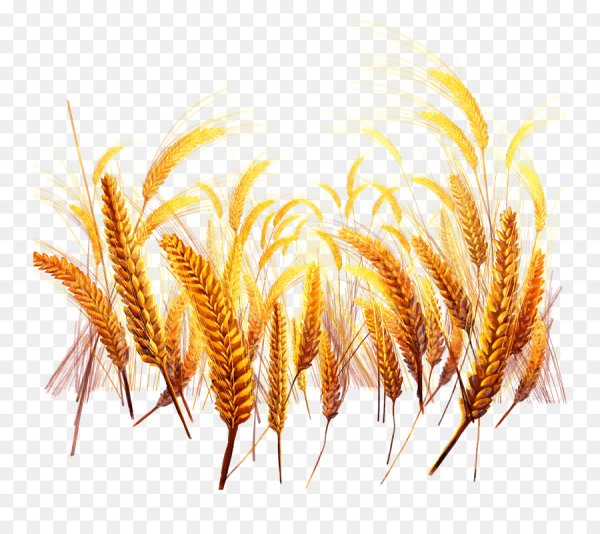 Фон колоски