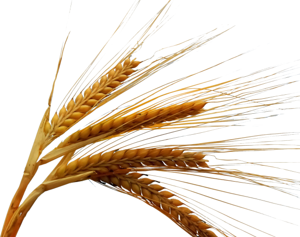 Колосья пшеницы