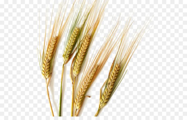 Колоски пшеница рожь ячмень